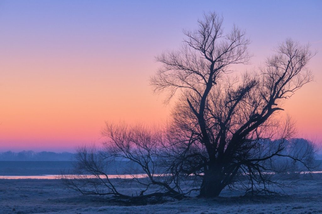 sunrise, tree, river-6468558.jpg