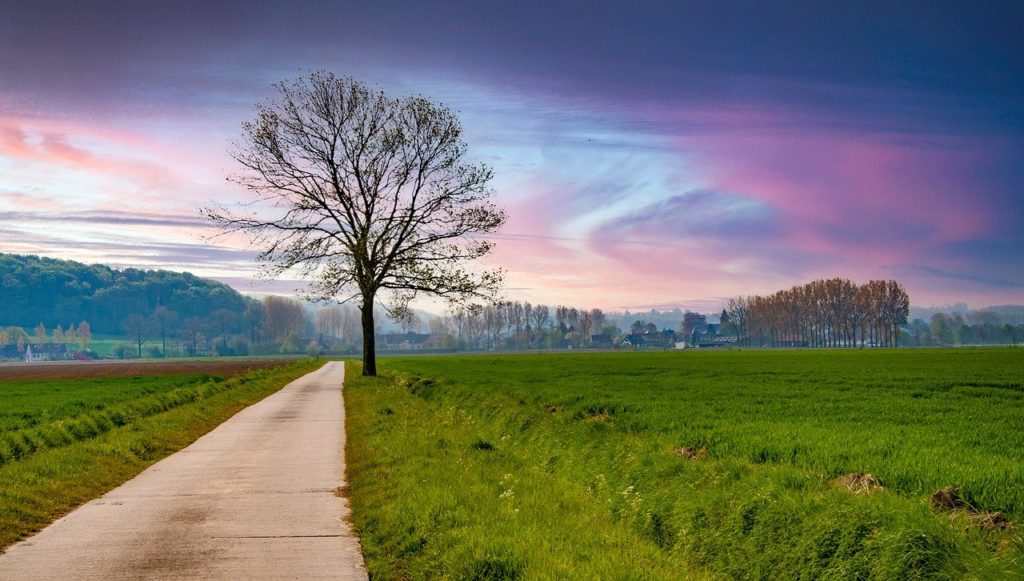 road, tree, rural-6470345.jpg